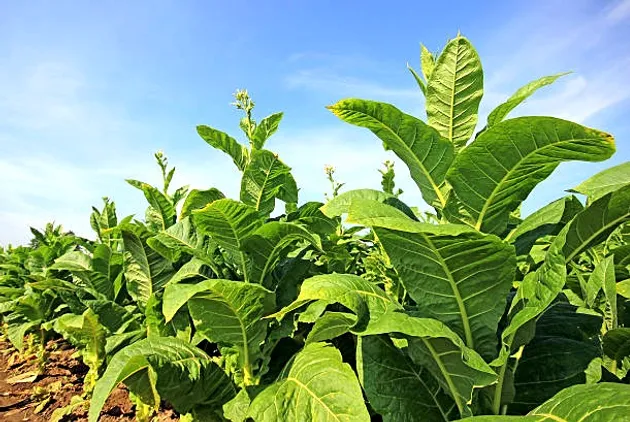 Tabaco Rio Grande do sul